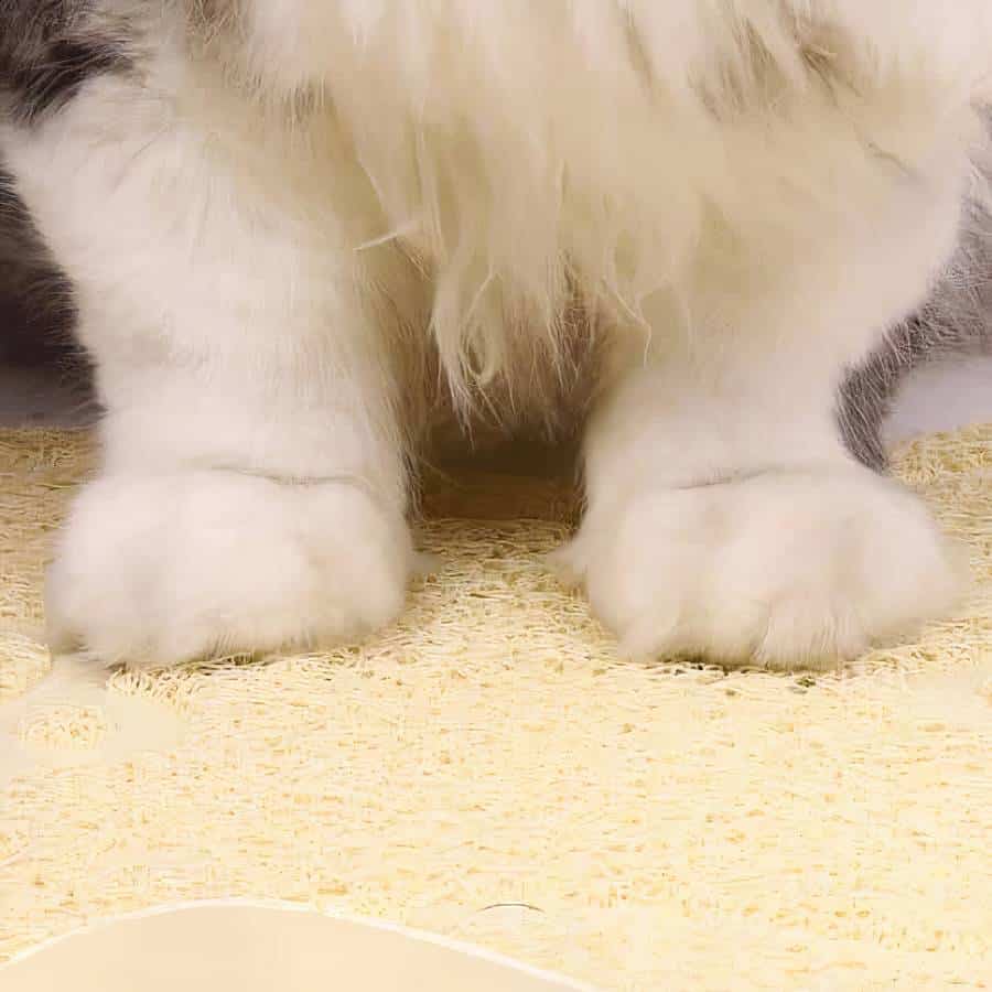 design élégant tapis litière