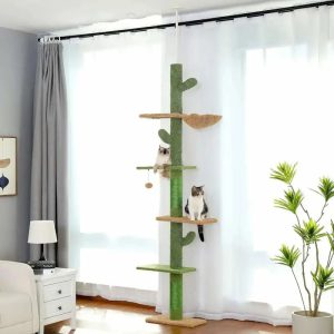 arbre chat cactus