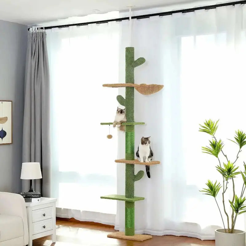 arbre chat cactus