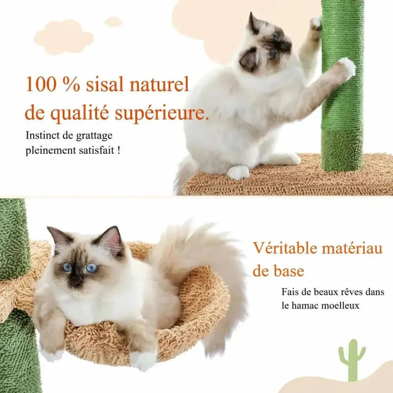 escalade cactus chat