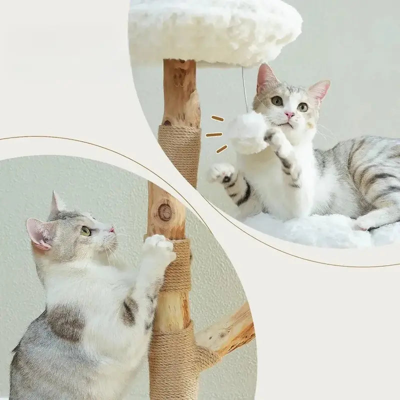 Structure robuste pour chat