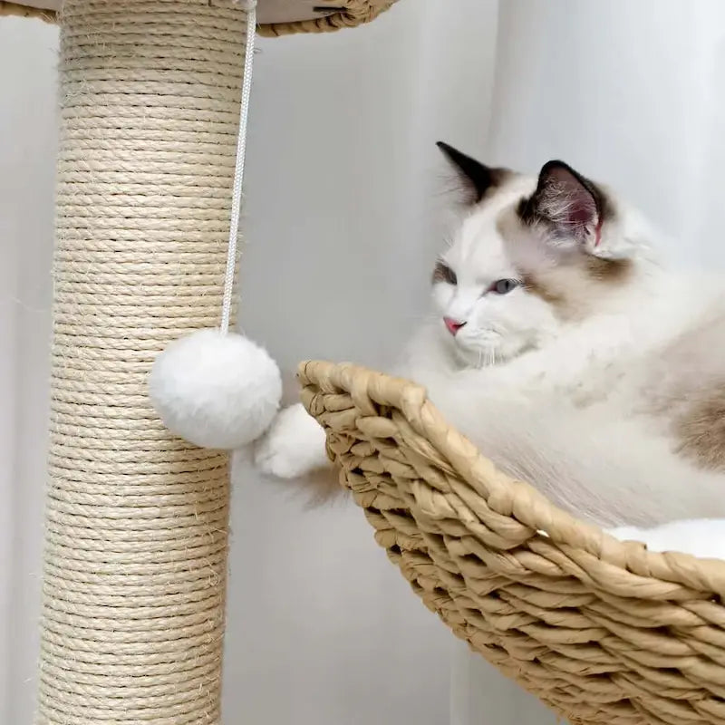 espace de jeu pour chats