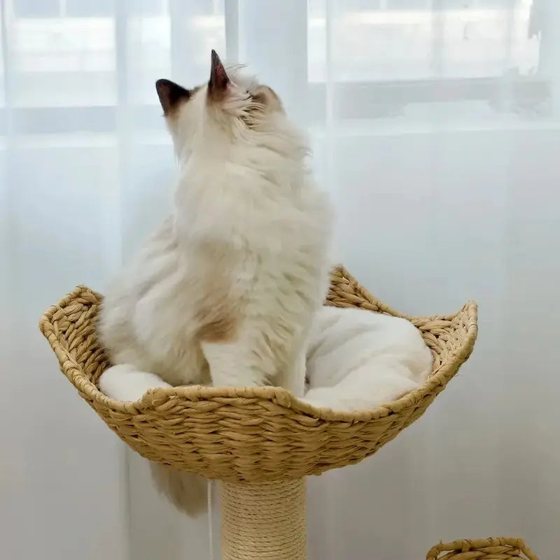 détente pour chats