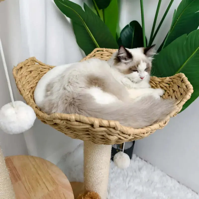 confort pour chats