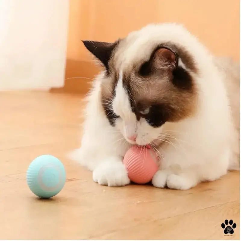 stimuli pour chat