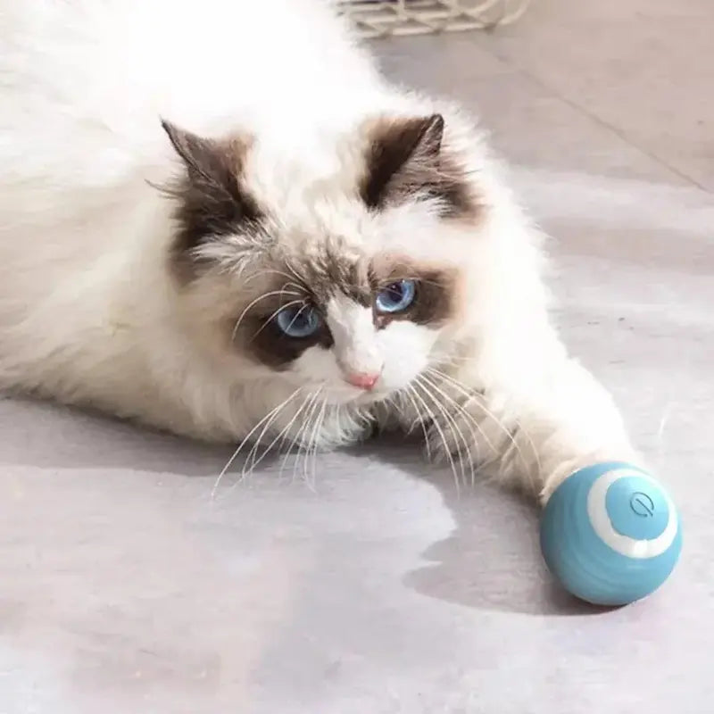 jouet chat anti-ennui