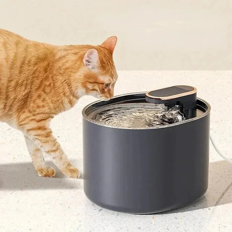 fontaine à eau chat