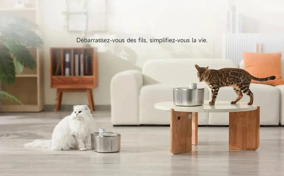 équipement chat moderne AquaQuadra