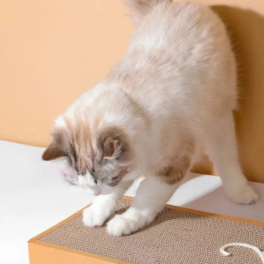 accessoire chat original