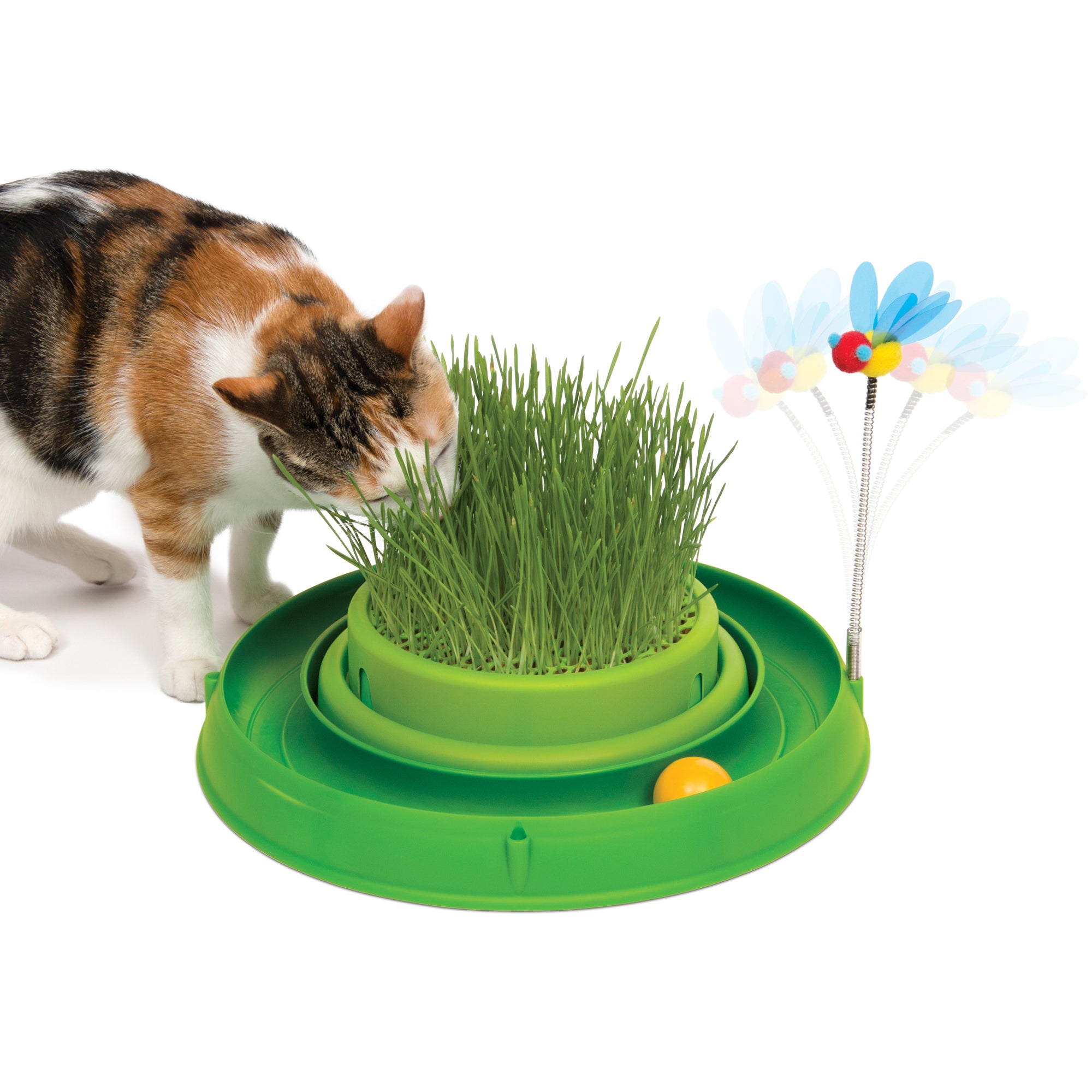 modèle interactif pour chat