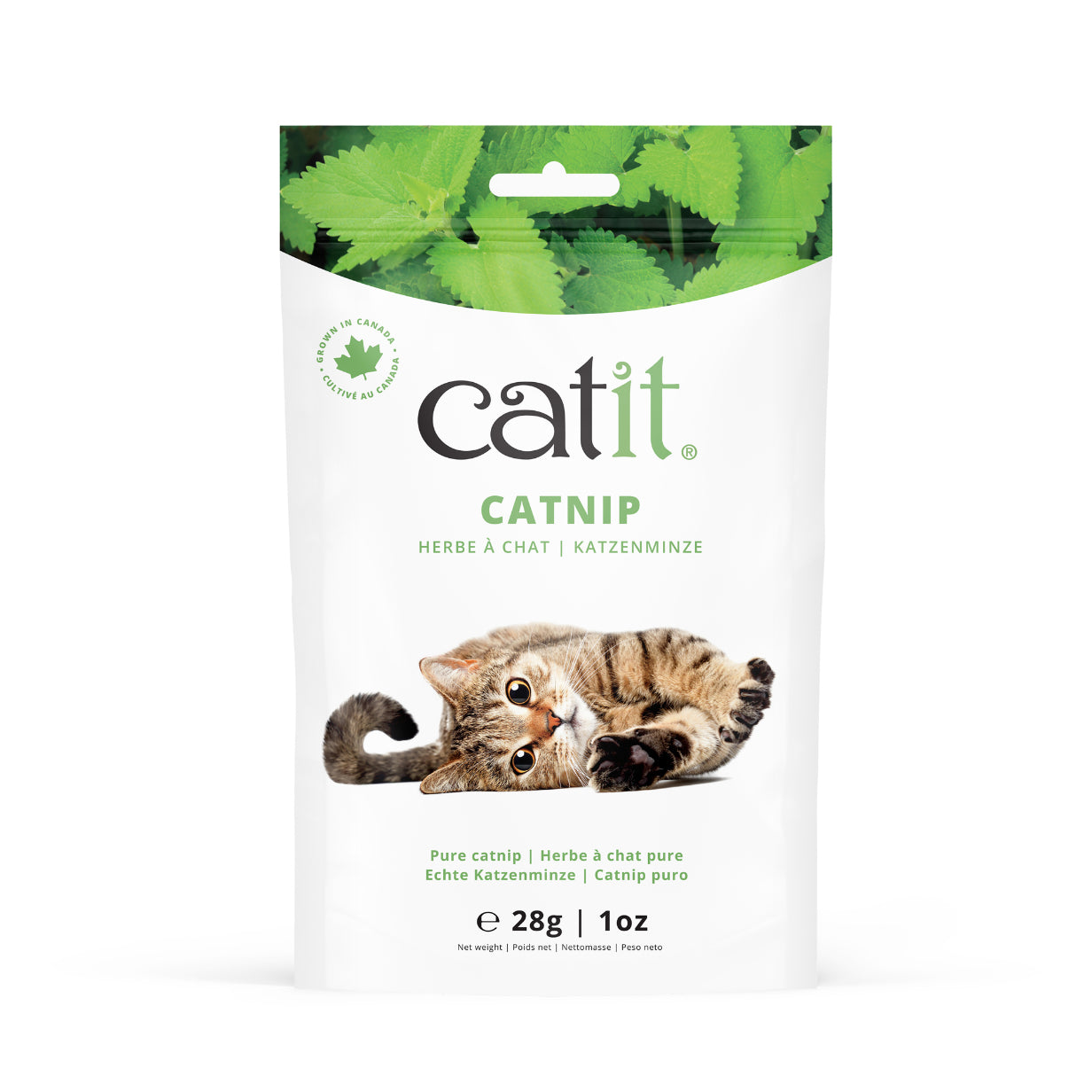 Herbe à chat pour chats