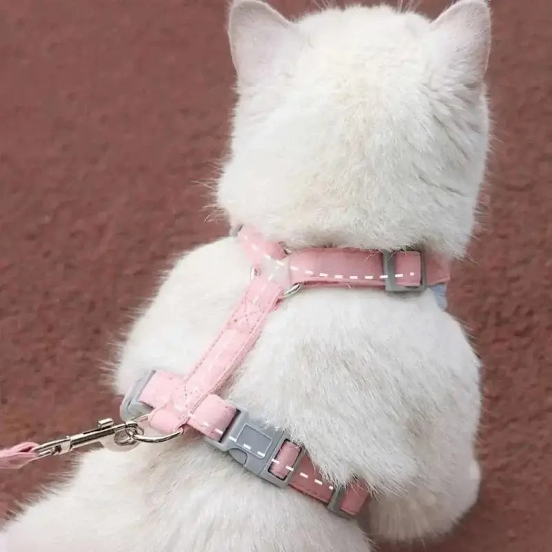 sécurité harnais chat