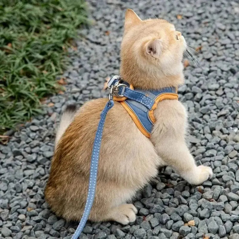 sécurité harnais chat FeliWay