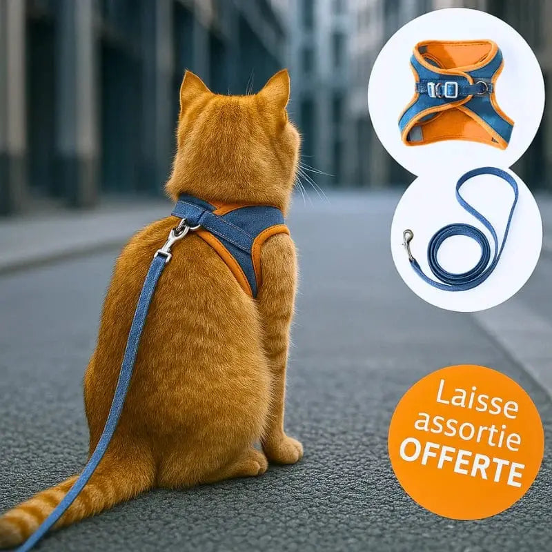 harnais chat anti-fugue
