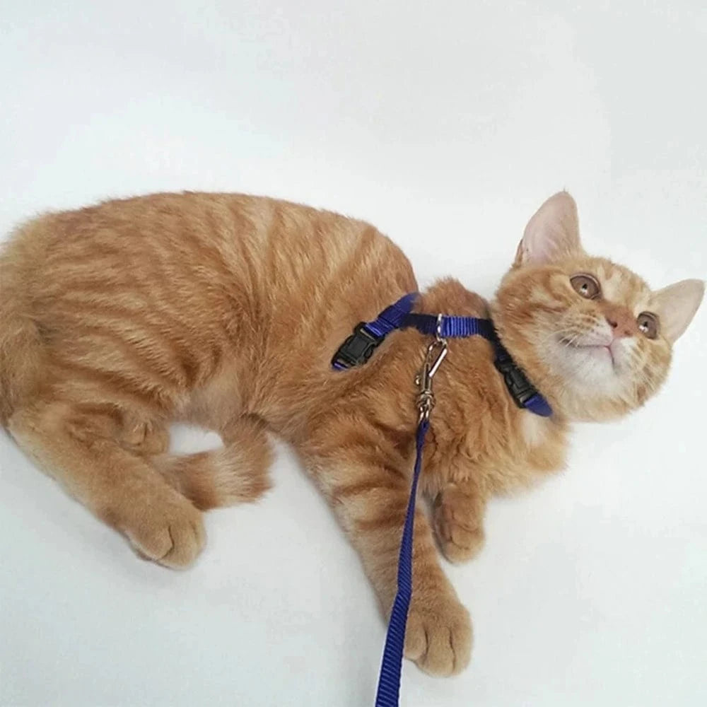promenade avec harnais chaton