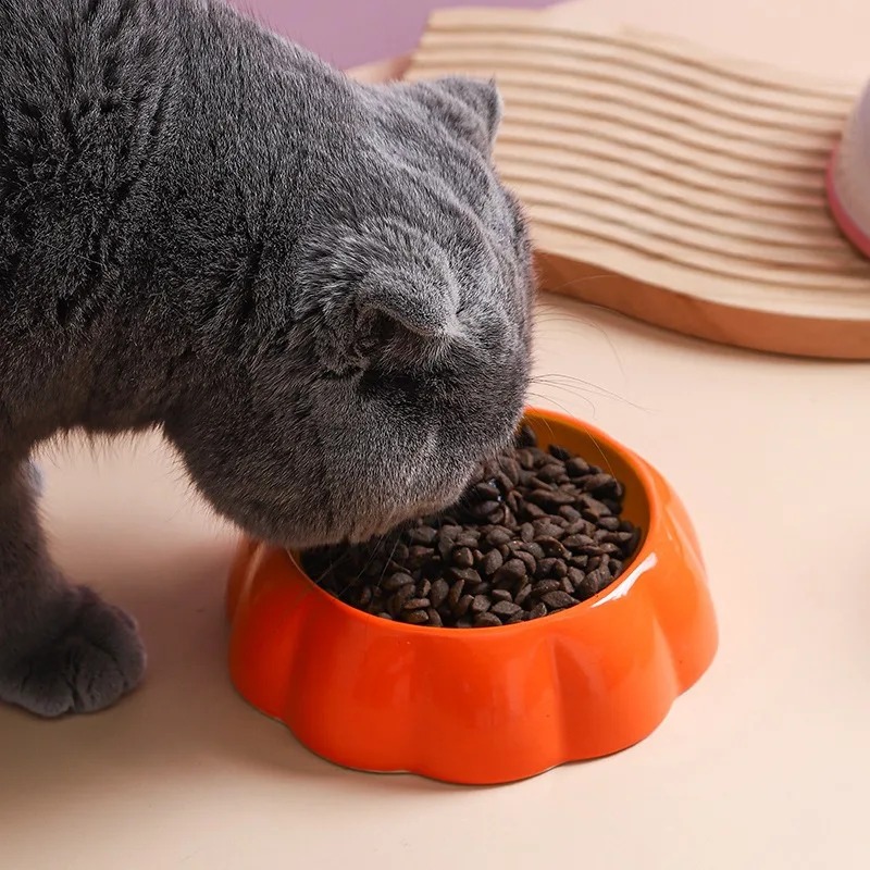 Bol design fruit pour chat