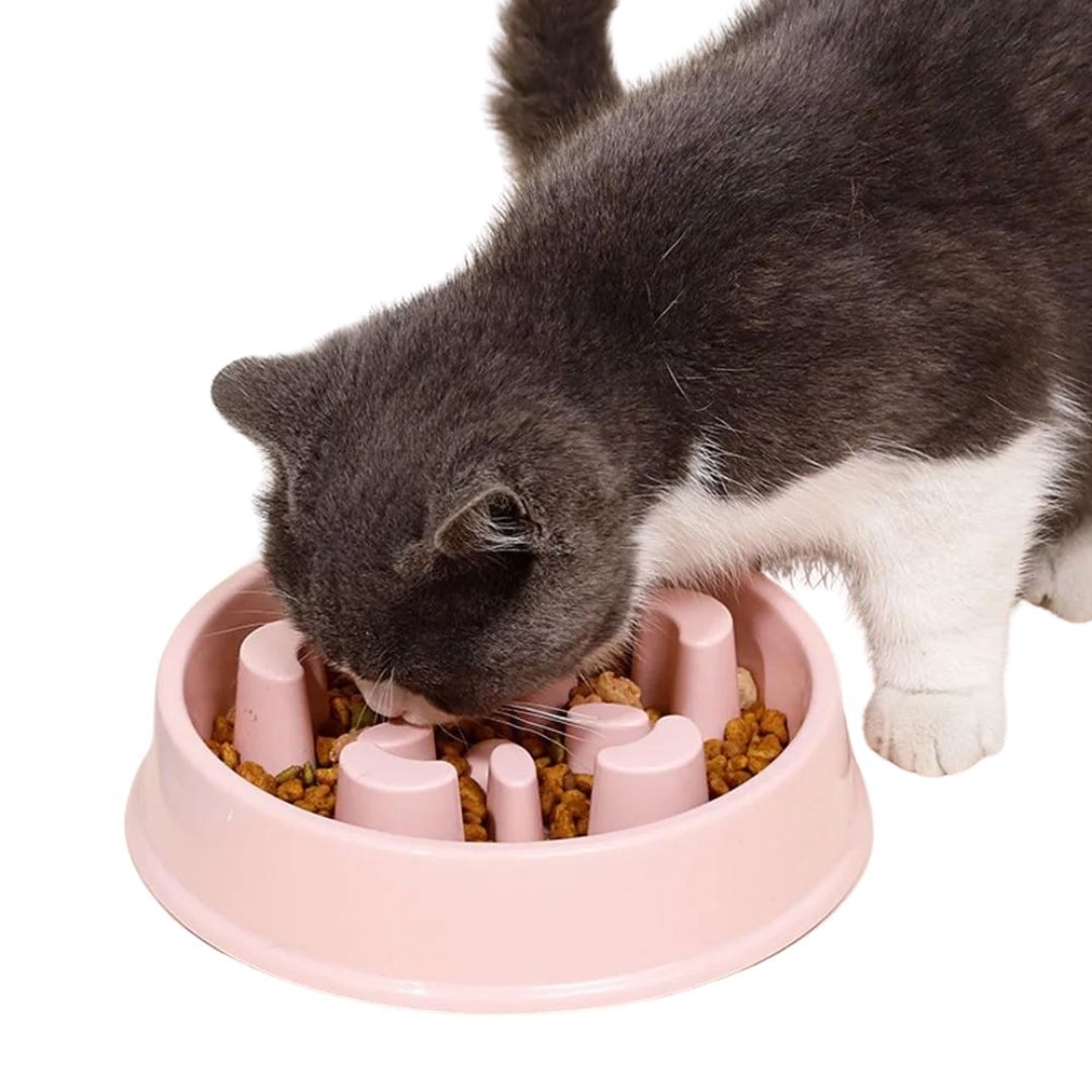bol lent pour chat