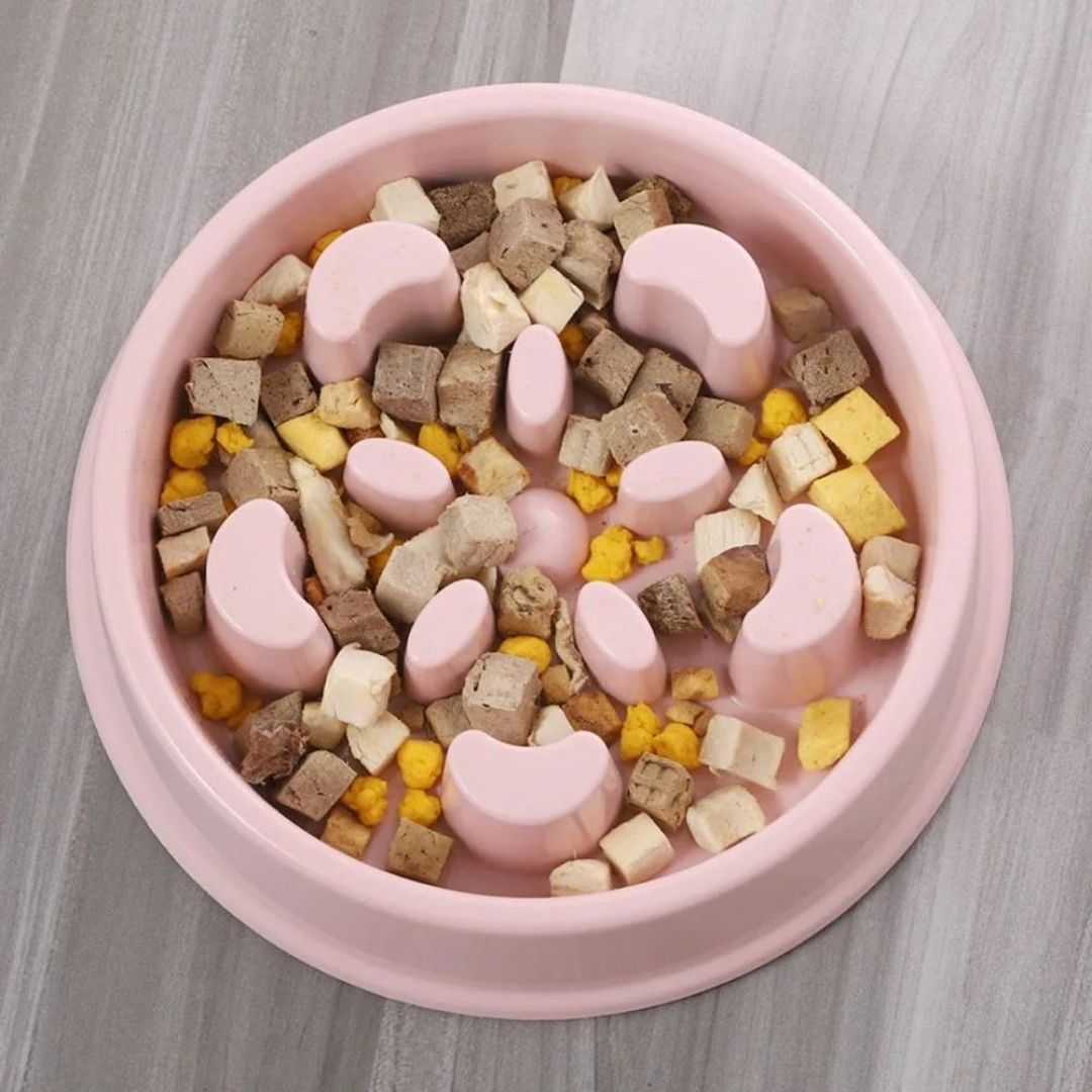 solution alimentaire pour chat
