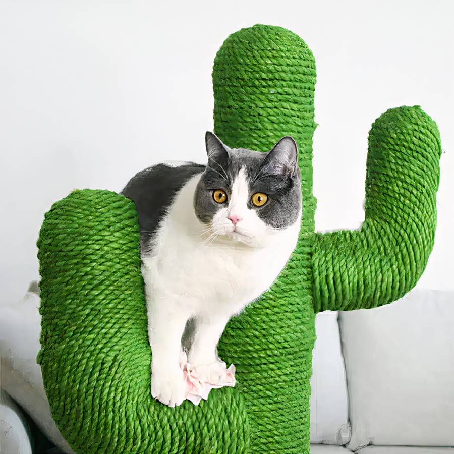 griffoir en forme de cactus
