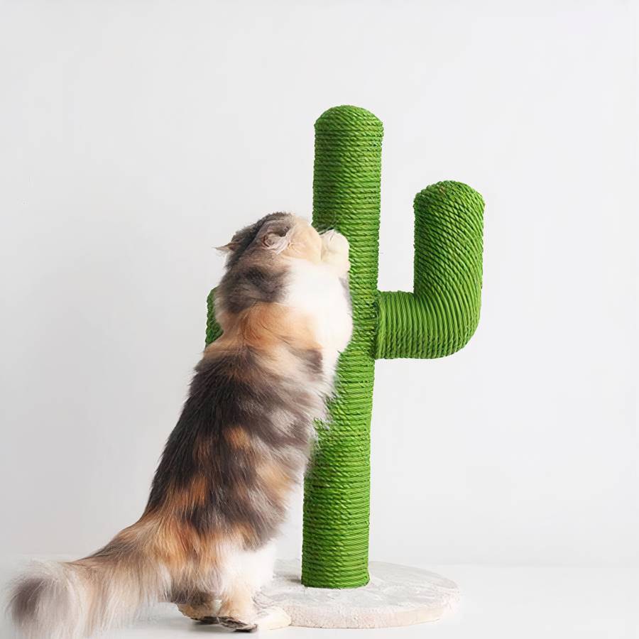 cactus sisal pour chat