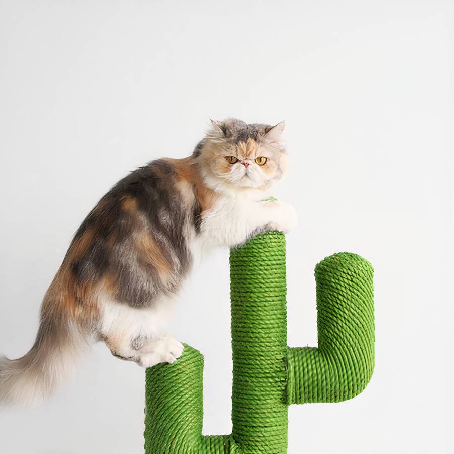 meuble de chat cactus