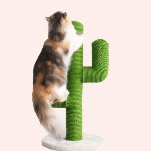 arbre à chat cactus