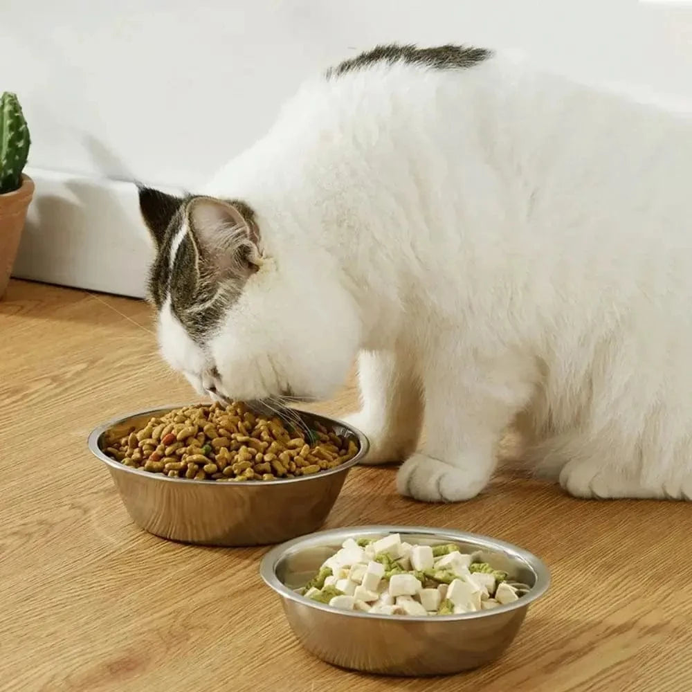 chat mangeant dans un bol en inox