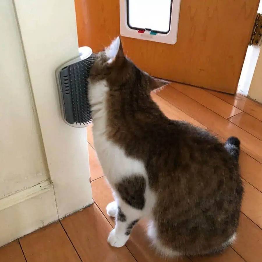 brosse douce pour chat