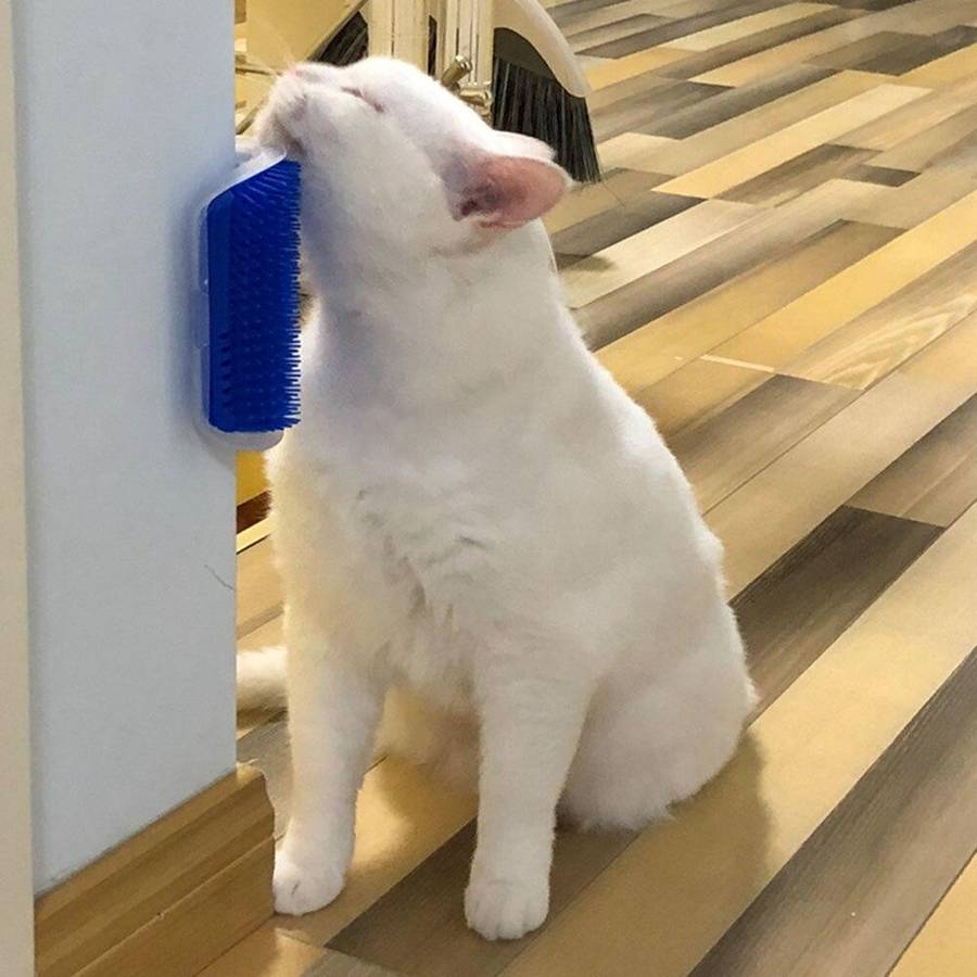 outil de toilettage pour chat