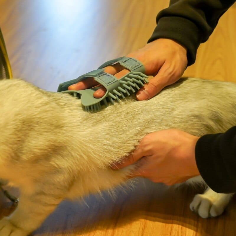 outil de toilettage pour chat