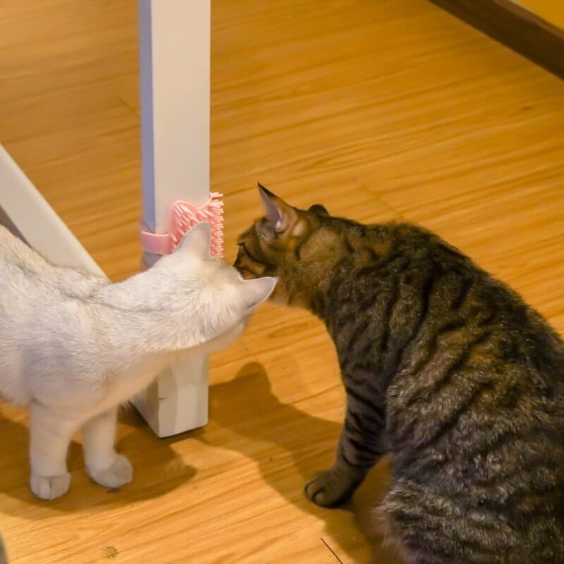 brosse anti-poils pour chat