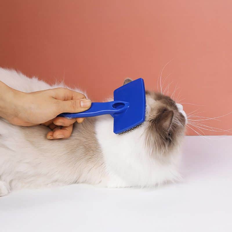 outil d'élimination des poux chat