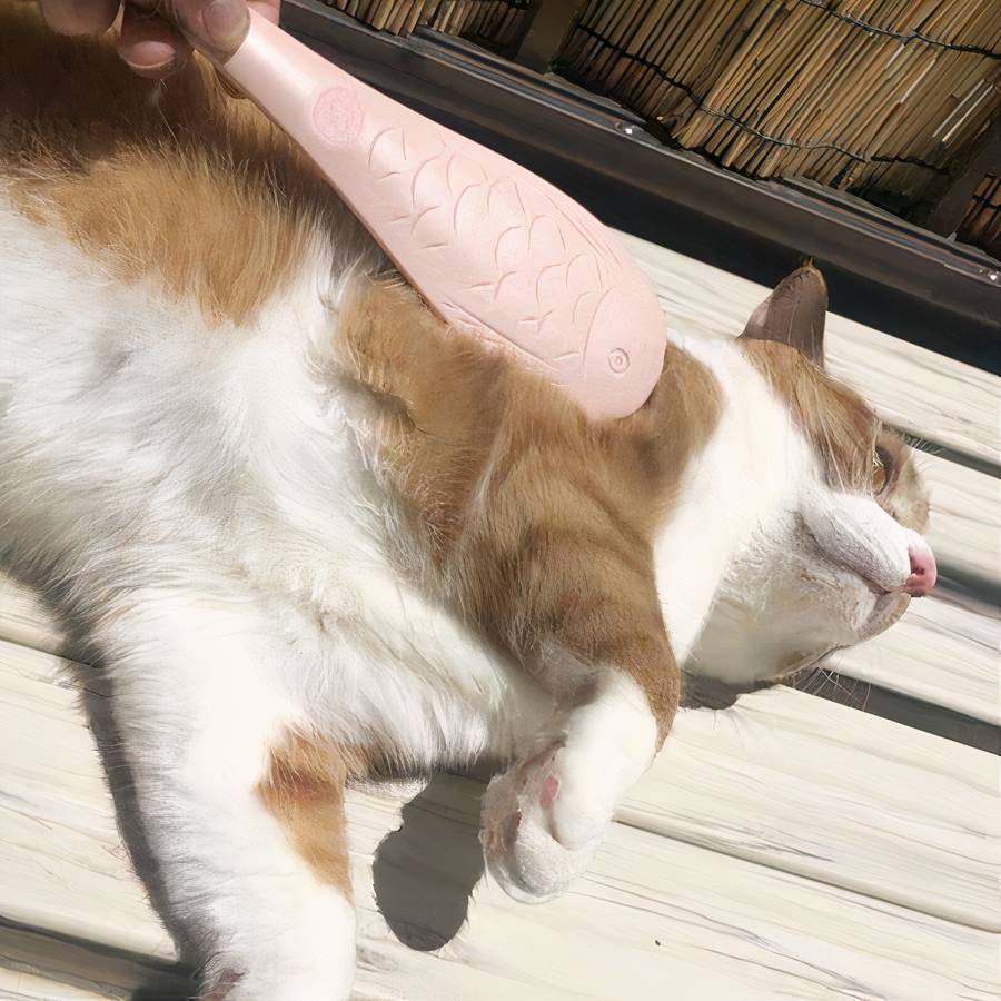 outil toilettage chat