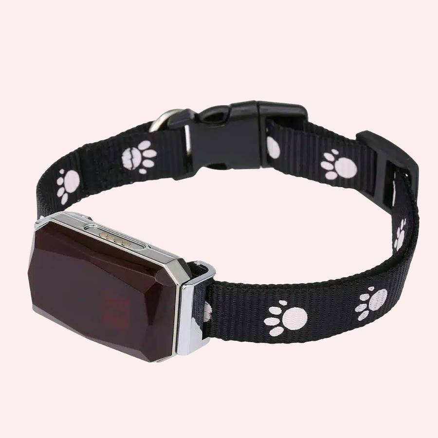 collier gps pour chat