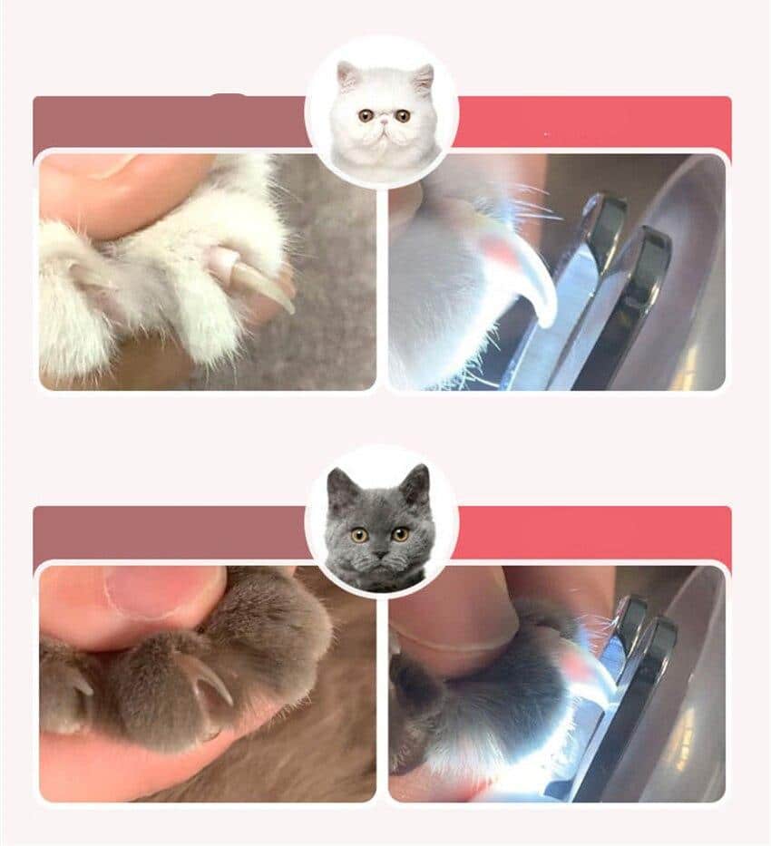 accessoire toilettage chat