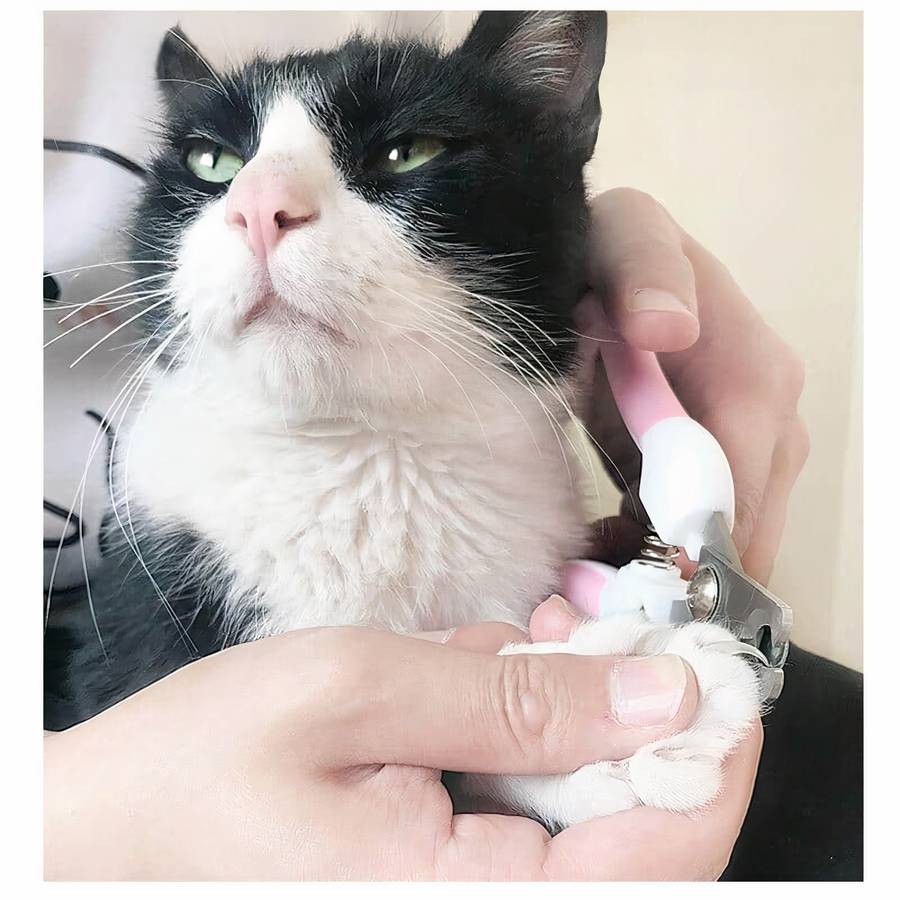 griffe chat verrouillage sécurisé