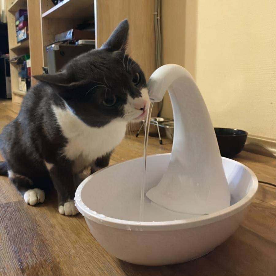 distributeur automatique pour chat