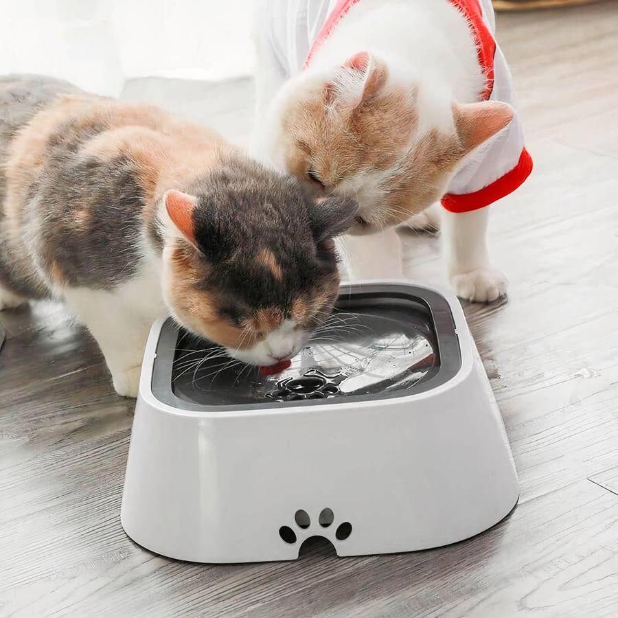 système d'hydratation pour chat