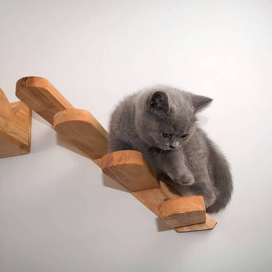 structure d'escalade murale pour chat