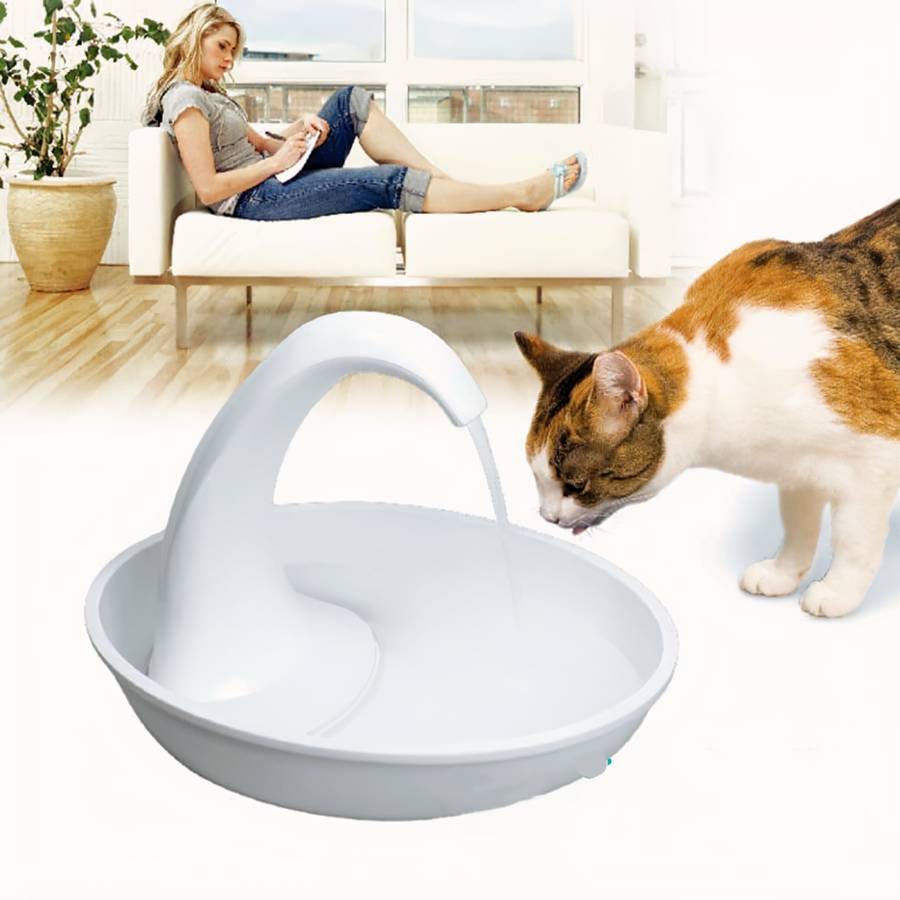 eau fraîche chat cygne