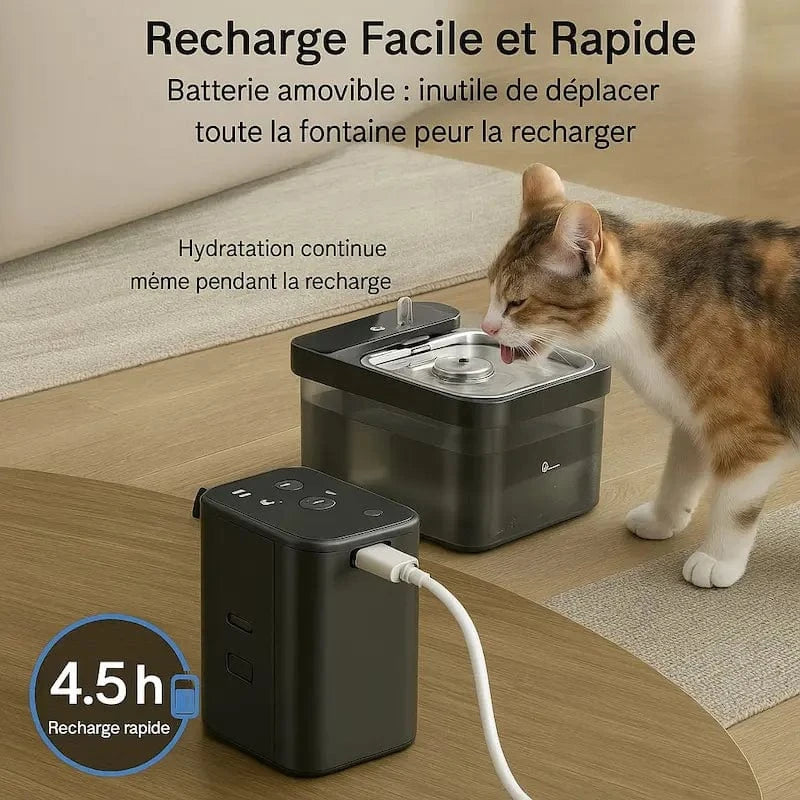 hydratation féline innovante