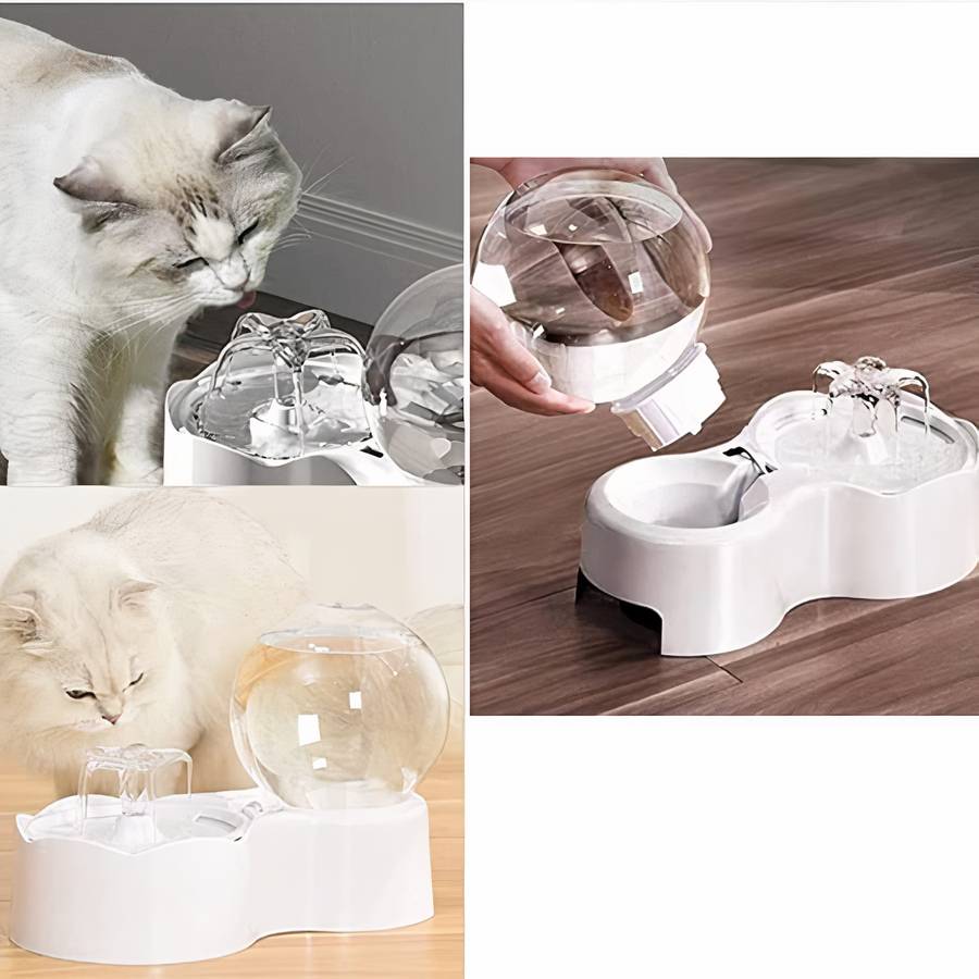 circulation d’eau pour chat