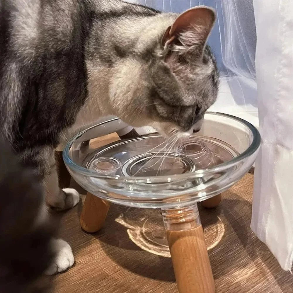 chat mange dans gamelle