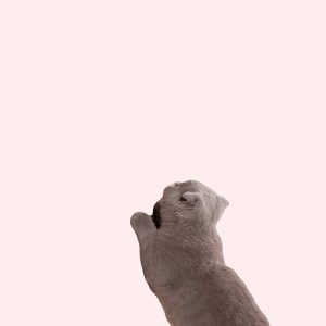 grattoir en sisal pour chat