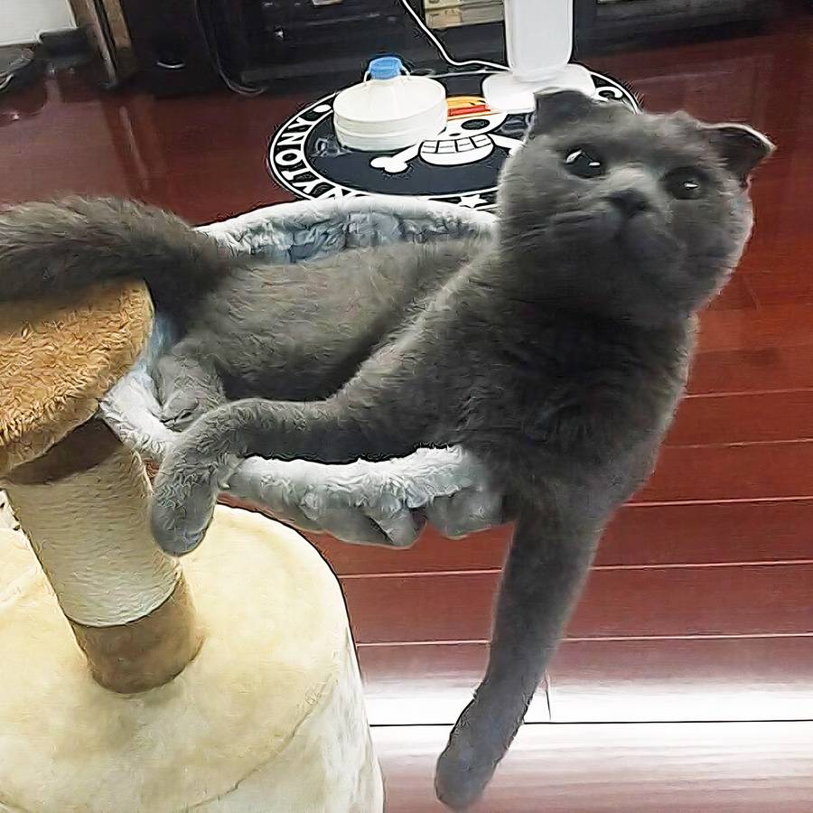 hamac confortable pour chat
