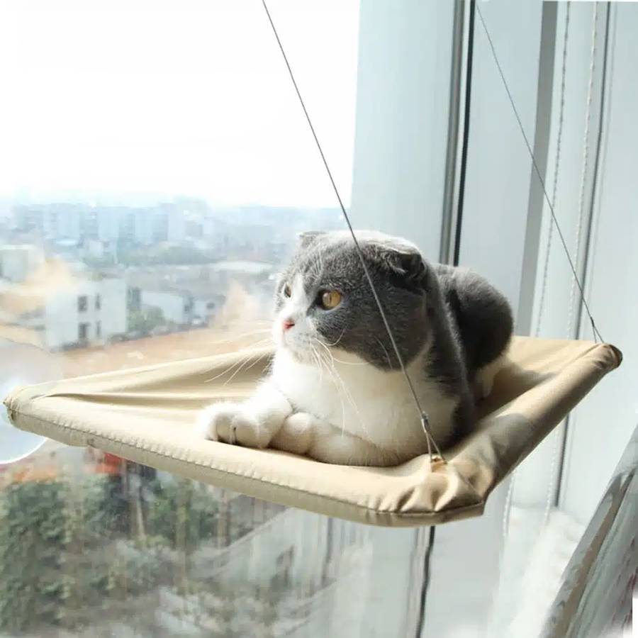 vue panoramique pour chat
