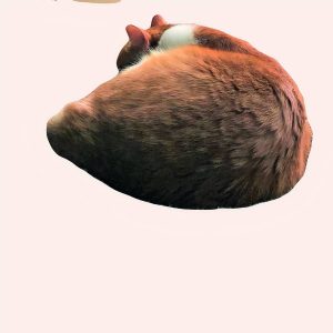hamac gris pour chat confortable