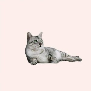 hamac polaire pour chat