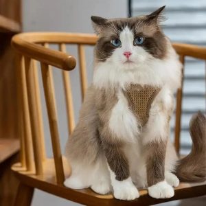 harnais chat anti-évasion CatLock