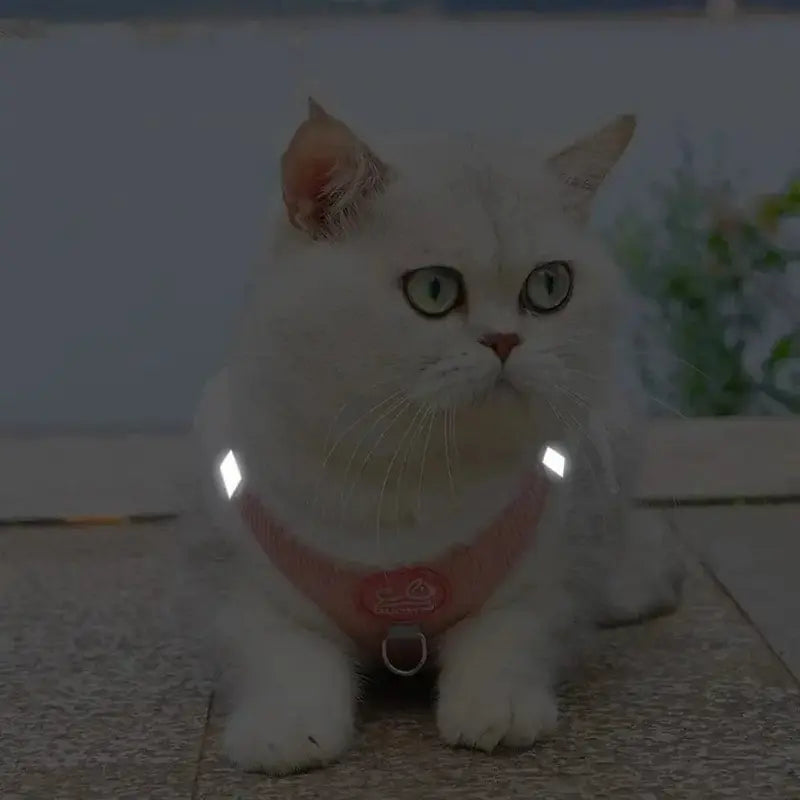 harnais chaud pour chat